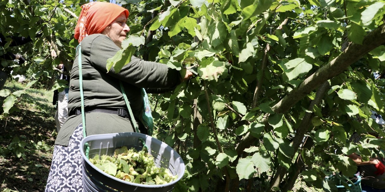 Trabzon'da sahil kesiminde üreticiler fındığı hasat ediyor