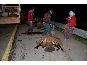 Muş'ta otomobil koyun sürüsüne çarptı
