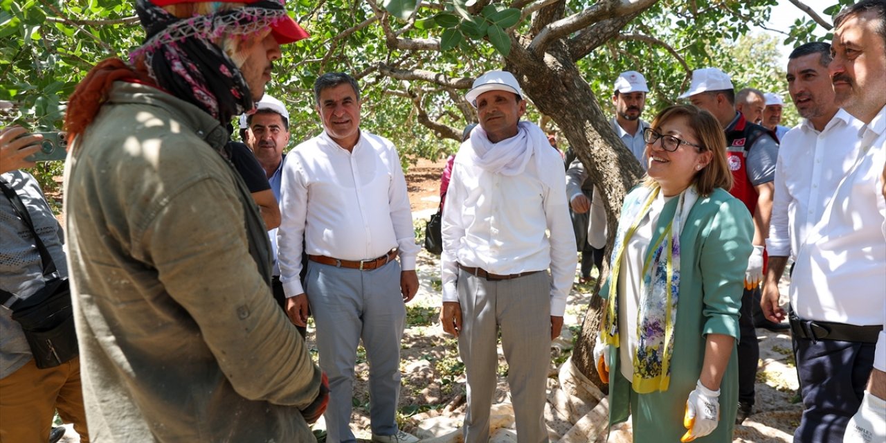 Gaziantep Büyükşehir Belediyesi çiftçiye destek için fıstık alımı yapacak