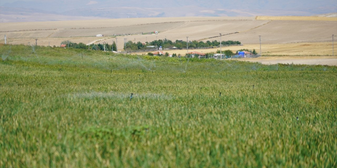 Ankara'daki soğan üreticileri 500 bin ton rekolte bekliyor