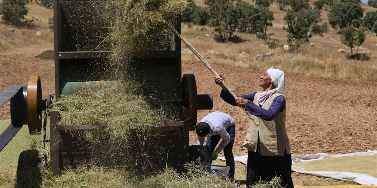 Mardin yemeklerine lezzet katan kişniş için hummalı hasat mesaisi