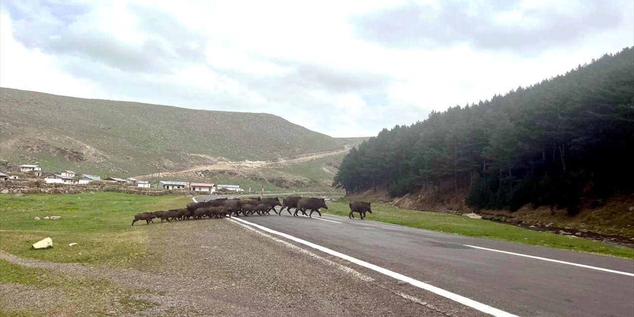 Kars'ta bozayı ve domuz sürüsü doğal yaşam alanlarında görüntülendi