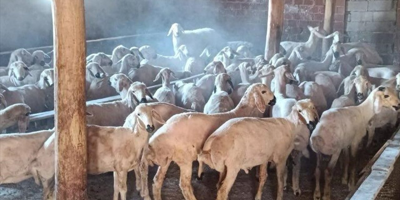 Konya'da hayvan hırsızlığı yapan 3 şüpheli tutuklandı