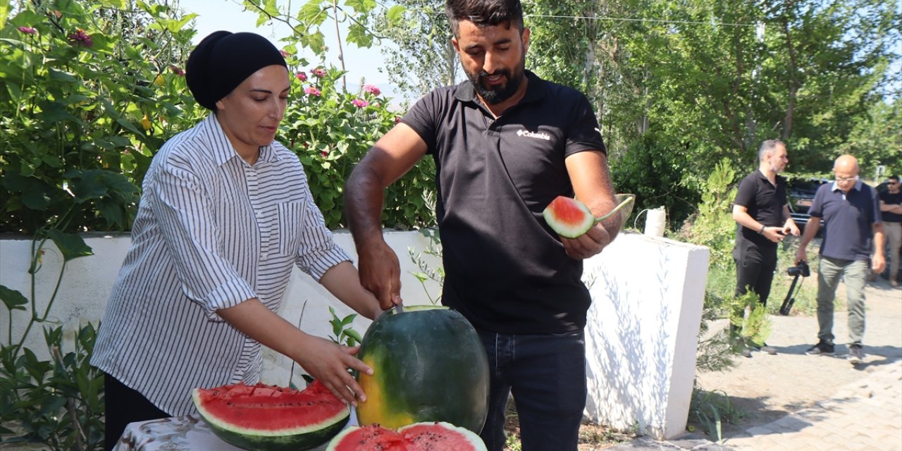 Iğdır'da üretilen karpuzun dördüncü hasadı başladı