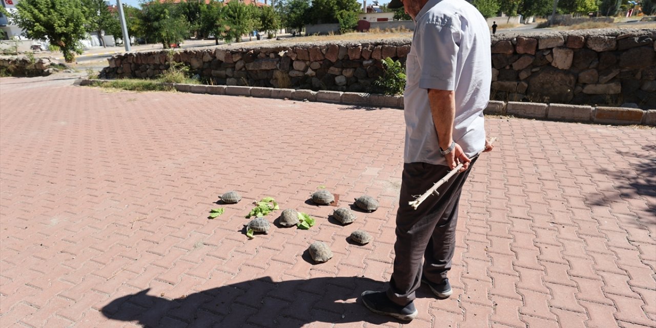 Acıgöllü "kaplumbağa terbiyecisi" cami bahçesindeki 30 kaplumbağayı besliyor