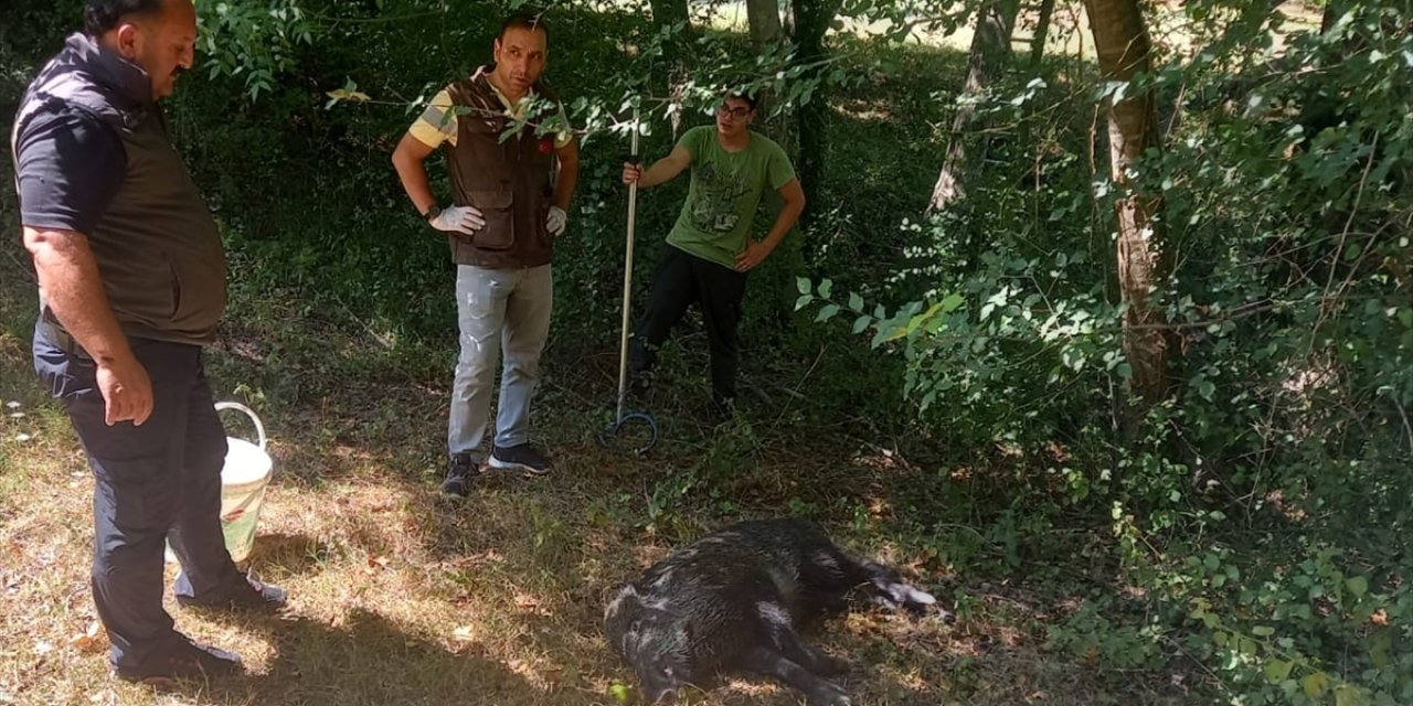 Zonguldak'ta kuyuya düşen yaban domuzu kurtarıldı