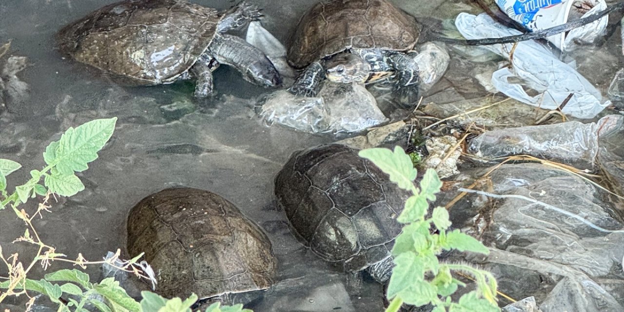 Çeşme'de kaplumbağaların kirli suda yaşam mücadelesi görüntülendi