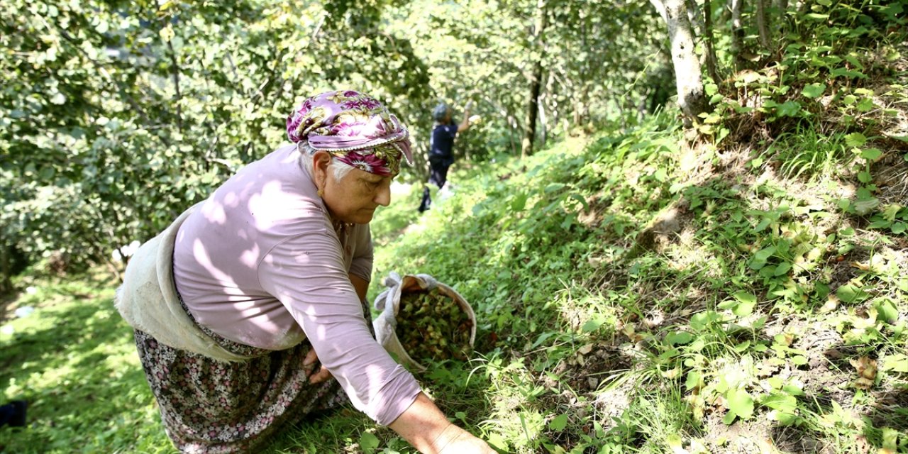 Fındık üreticileri yerden hasat yöntemiyle maliyet ve zamandan tasarruf ediyor