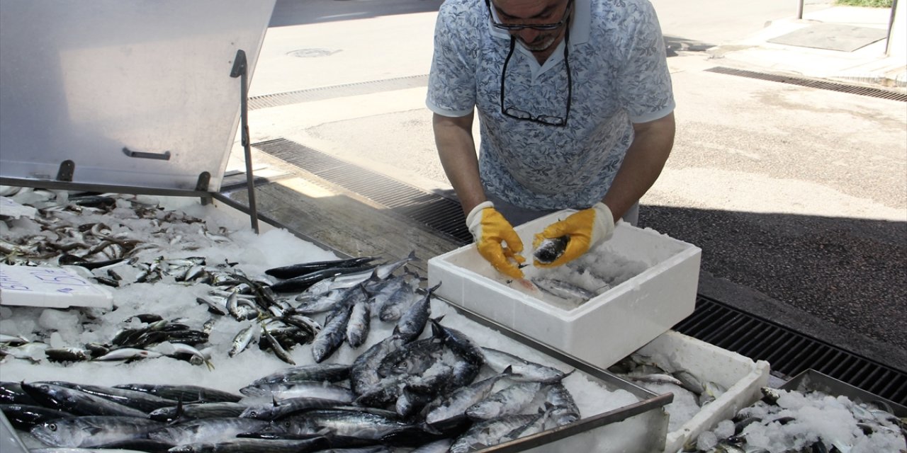 Sinop'ta avlanan sezonun ilk palamutları tezgahlardaki yerini aldı