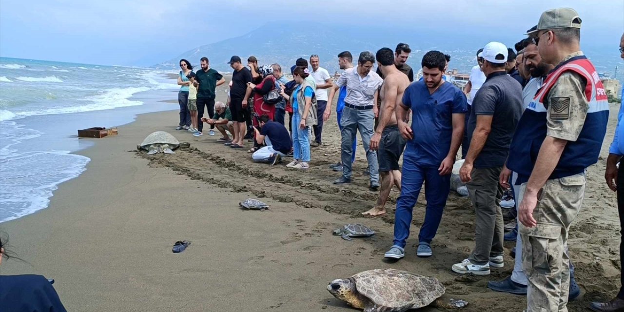 Hatay'da tedavileri tamamlanan 5 kaplumbağa denize bırakıldı