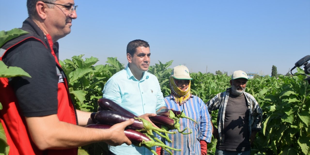 Tescilli Birecik Patlıcanı'nın hasadı başladı