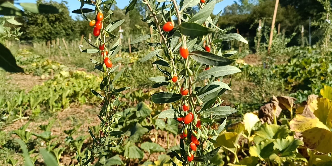 Bilecik'te deneme amaçlı dikilen "goji berry" fidanları ilk meyvelerini verdi