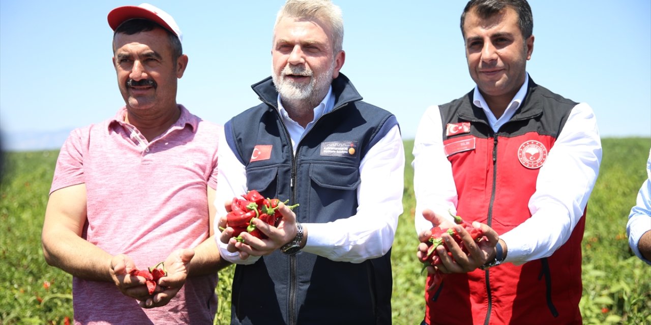 Coğrafi işaret tescilli Maraş biberinin hasadı başladı