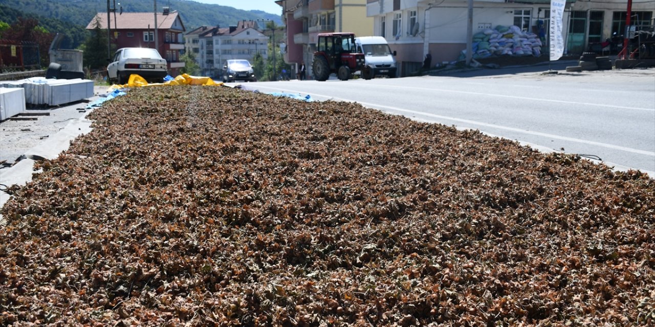 Düzce'de eğimli arazilerde toplanan fındık yol kenarlarında kurutuluyor