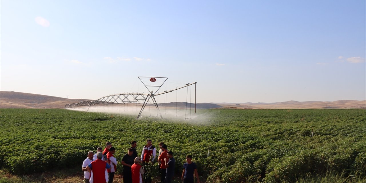 Şanlıurfa'daki üreticiler, anlık ulaştıkları ziraatçıların reçetesiyle bahçelerindeki sorunu çözüyor