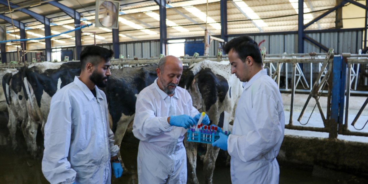 Burdur'da hayvancılıkta verimi düşüren viral hastalıklar için iyileştirici ürünler geliştiriliyor