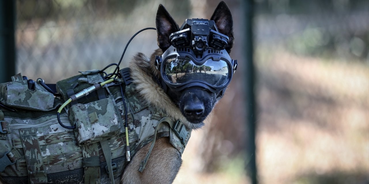 Eğitimli köpeklere entegre edilen uzaktan komuta kontrol sistemi Mehmetçiğin arazideki gözü olacak