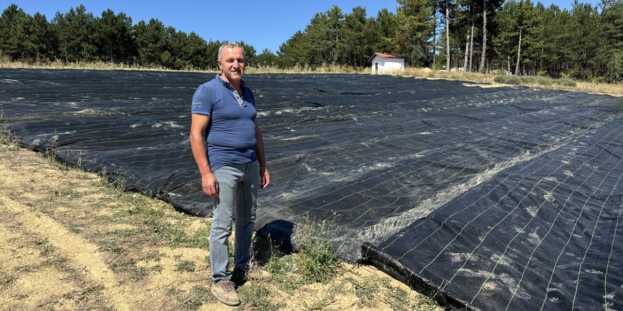 Safranbolu'da safranın erken çiçek açması için örtü yöntemi uygulandı