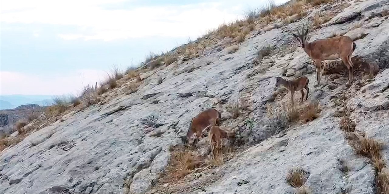 Malatya'da dağ keçileri dronla görüntülendi