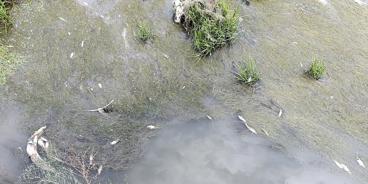 Amasya'dan geçen Yeşilırmak'ta balık ölümleri görüldü