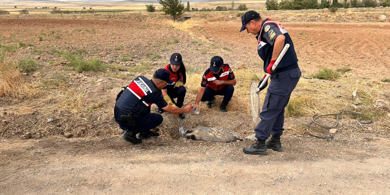 Kırıkkale'de yaralı bulunan bal porsuğu tedaviye alındı