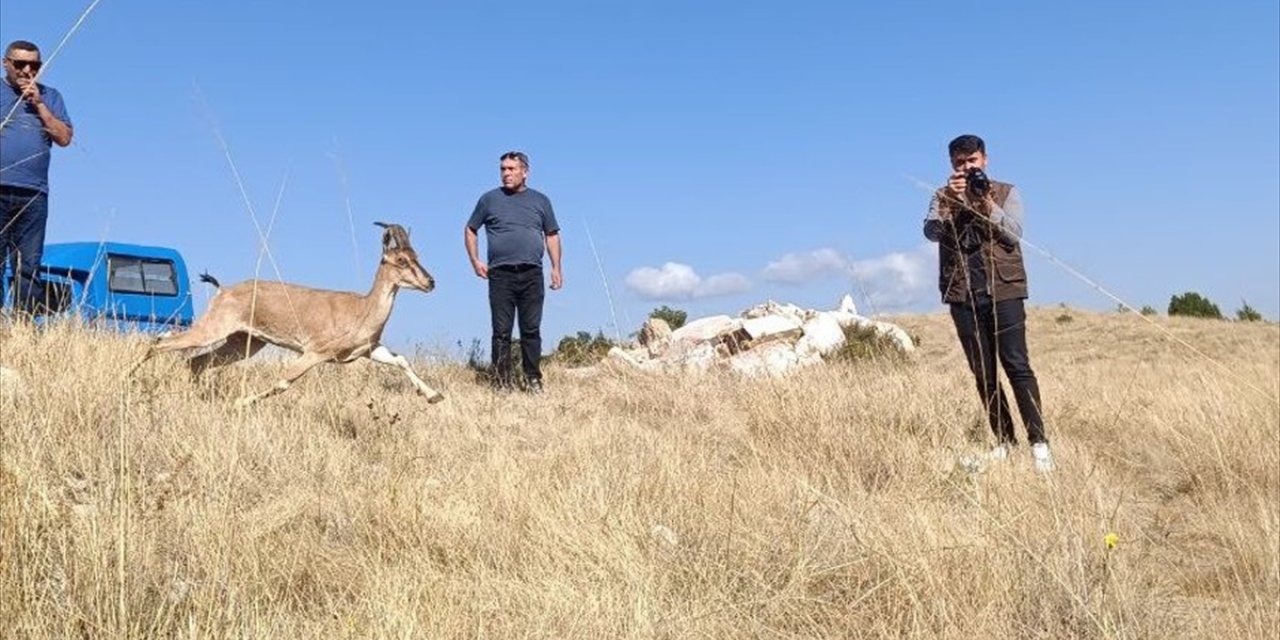 Kazankaya Kanyonu'na 5 dağ keçisi daha bırakıldı