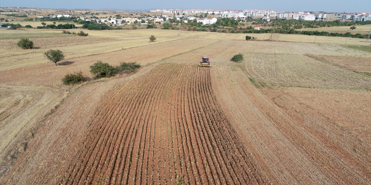 Trakya'da ayçiçeği hasadı sürüyor