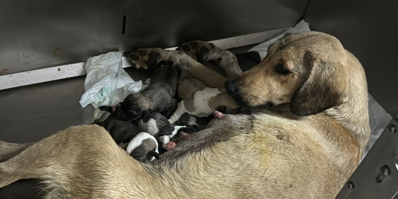 Zonguldak'ta otomobilin çarpmasıyla yaralanarak tedaviye alınan köpek yavruladı