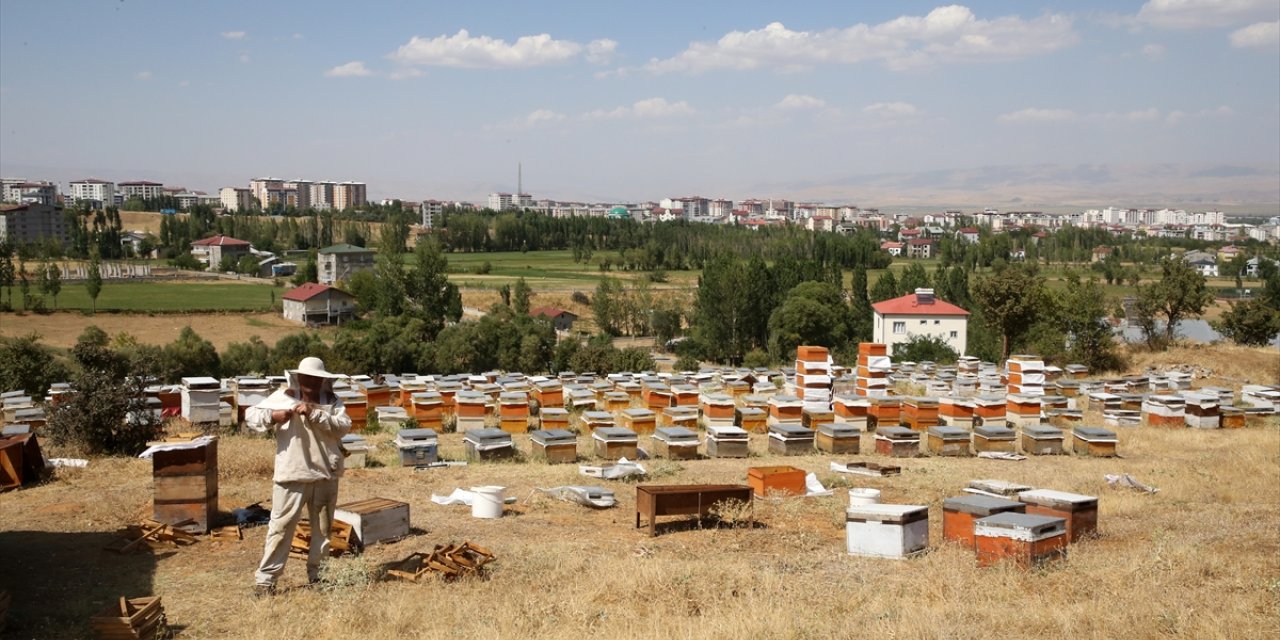 Muş'ta bu yıl 600 ton bal rekoltesi bekleniyor