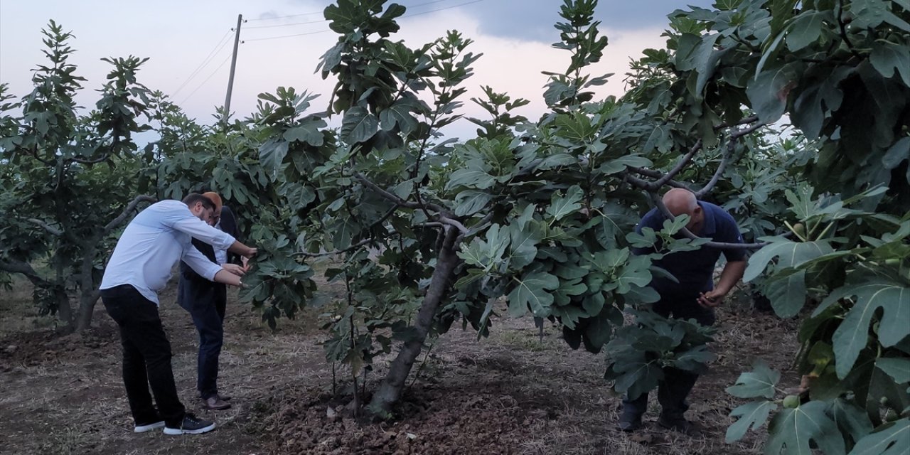 Samsun'da mor patlıcan incirinde hasat başladı