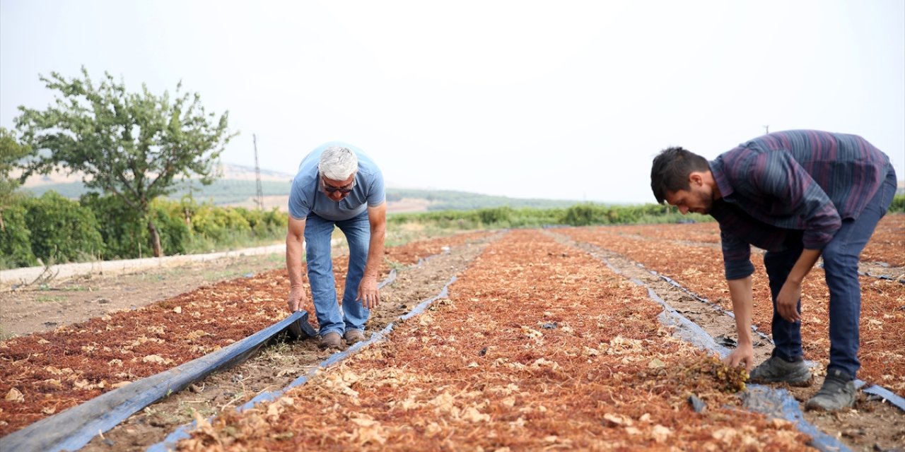 Manisa'da sağanak üzüm sergilerinde hasara neden oldu