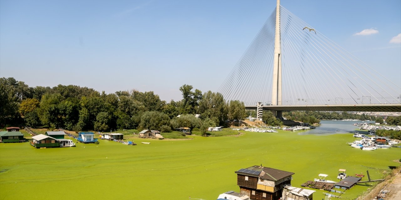 Sırbistan'da Sava Nehri alg patlaması nedeniyle renk değiştirdi