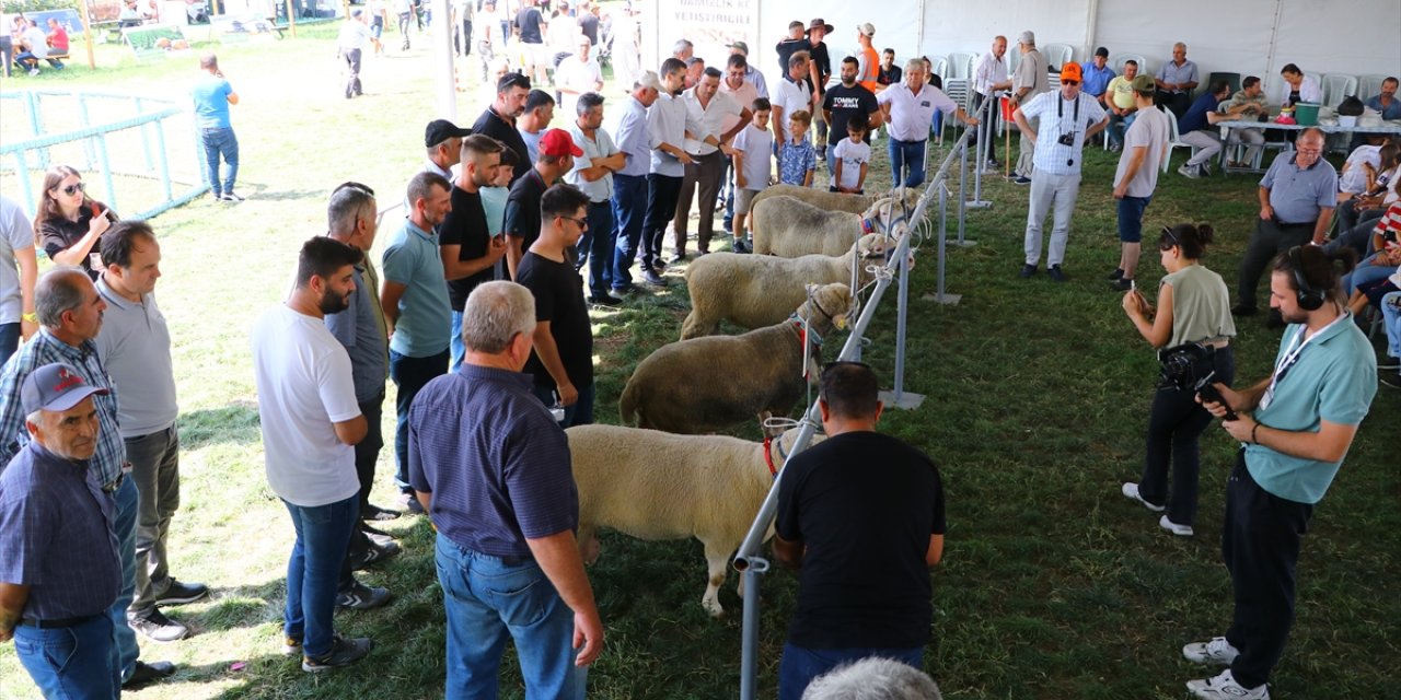 Tekirdağ'da "koç güzellik" ve "oğlak yeme" yarışmaları yapıldı