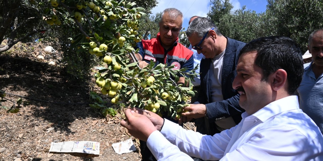 Hatay'da üretilen alıcın hasadına başlandı