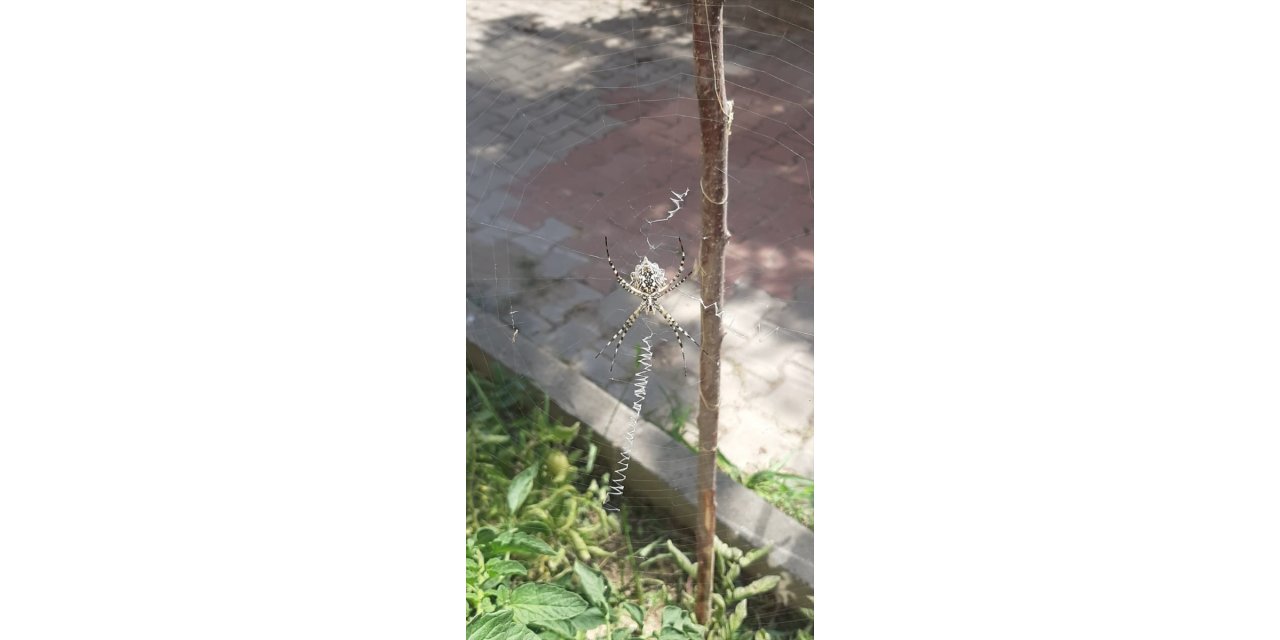 Karabük'te zehirli örümceklerden "argiope lobata" türüne rastlandı