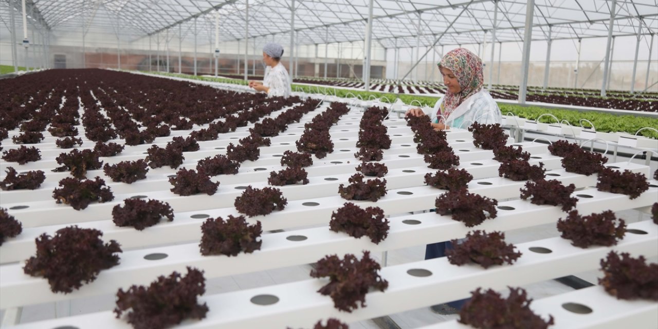 Samsun Bafra Sera OSB'de ilk fideler toprakla buluşturuldu