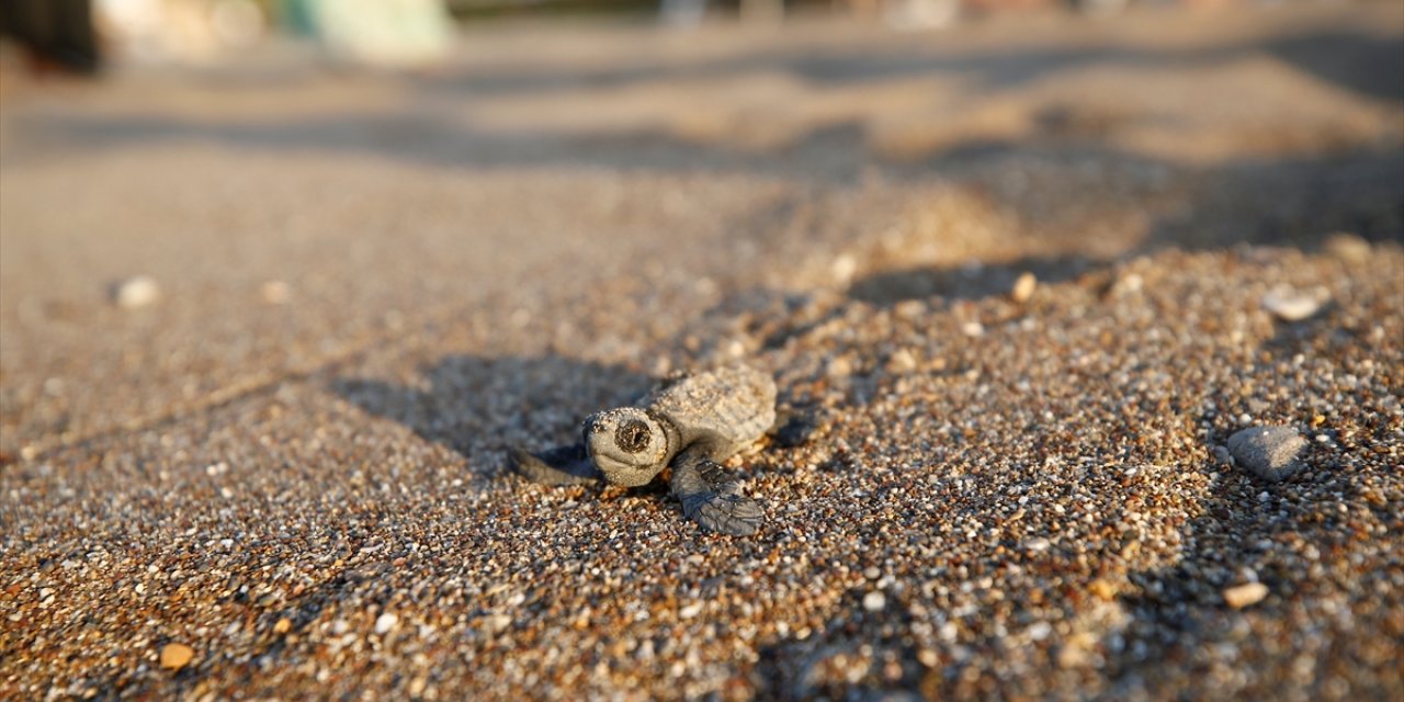 Antalya'nın Belek ve Kızılot sahillerindeki caretta caretta yuva sayısı 6 bine ulaştı