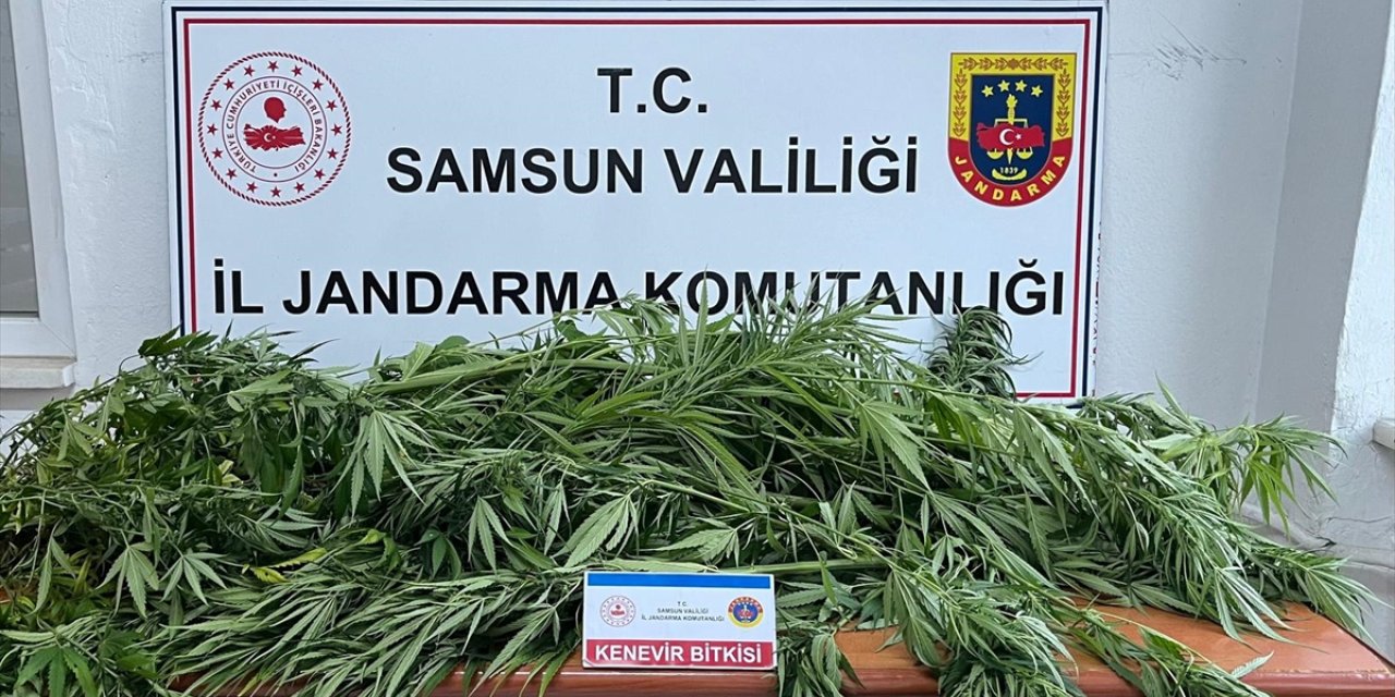 Samsun'da fındık bahçesine kenevir eken şüpheli yakalandı