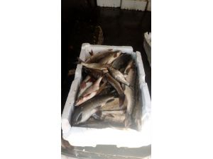 Kahramanmaraş'ta bin 800 kilo kaçak balık ele geçirildi