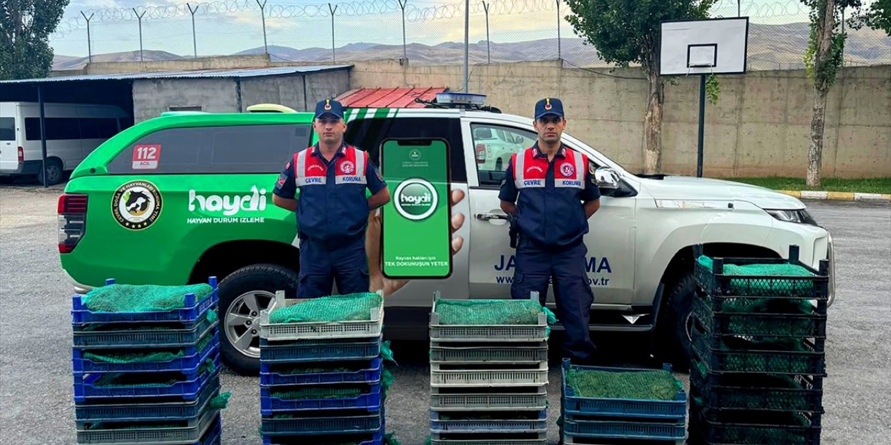 Ağrı'da bir araçta 300 kilogram canlı kurbağa ele geçirildi