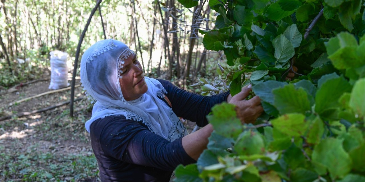 Hizan'da çiftçiler fındık hasadında