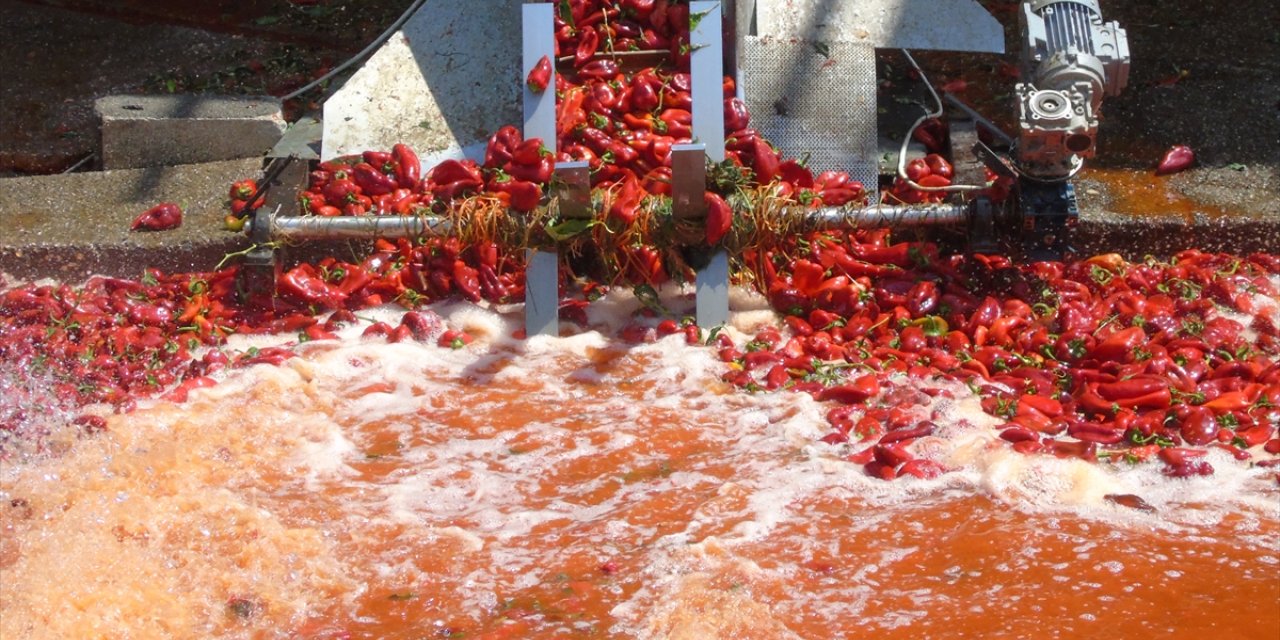 Tescilli İslahiye biberinin salça yolculuğu başladı