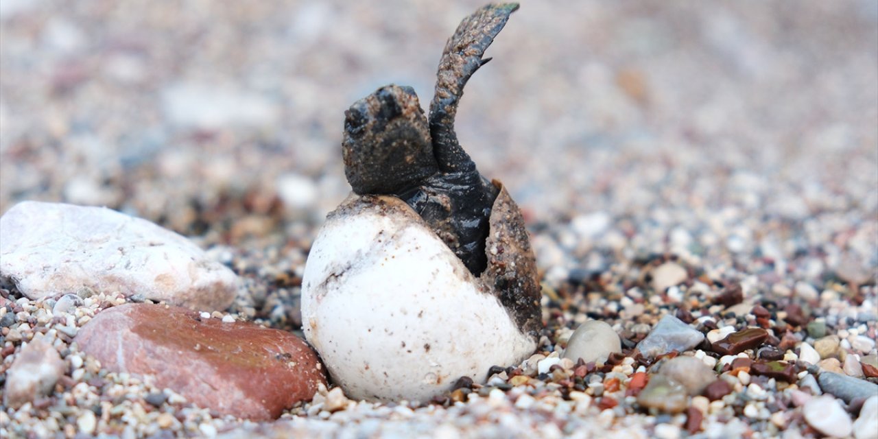 Antalya'nın Çıralı sahilinde 4 bin caretta caretta denizle buluştu