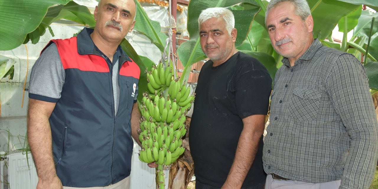 Malatya'da deneme amaçlı yapılan muz serasında hasat zamanı