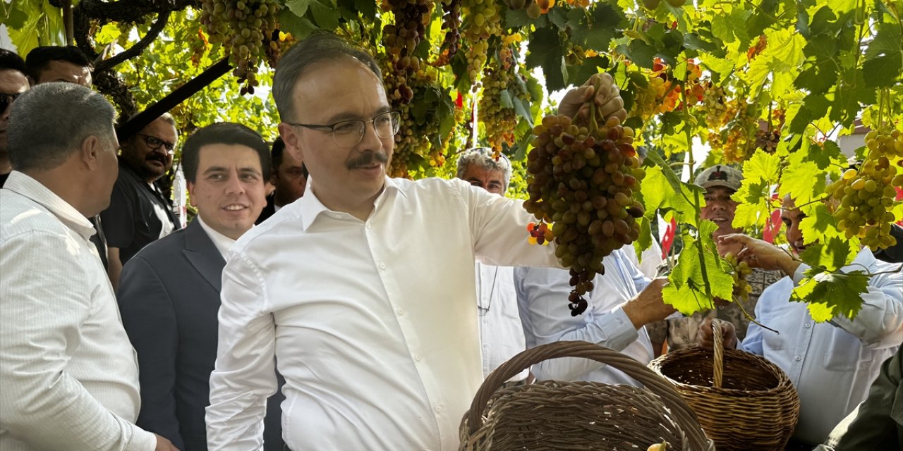 Siirt'te tayfi üzüm hasadına başlandı