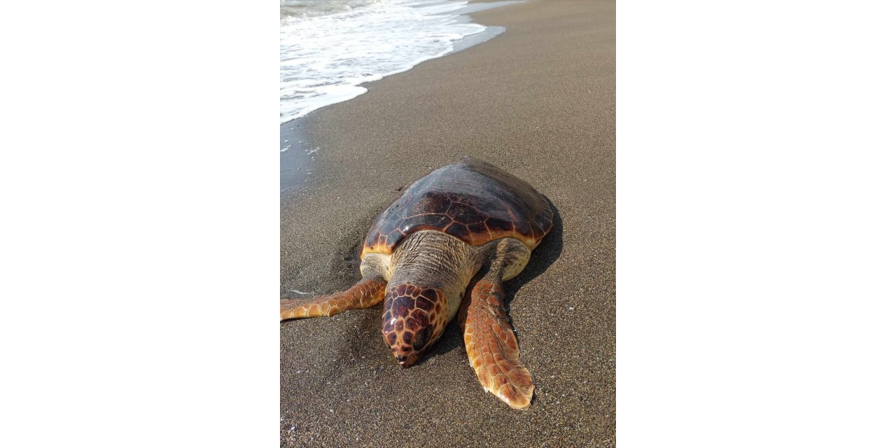 Hatay'da sahilde ölü caretta caretta bulundu