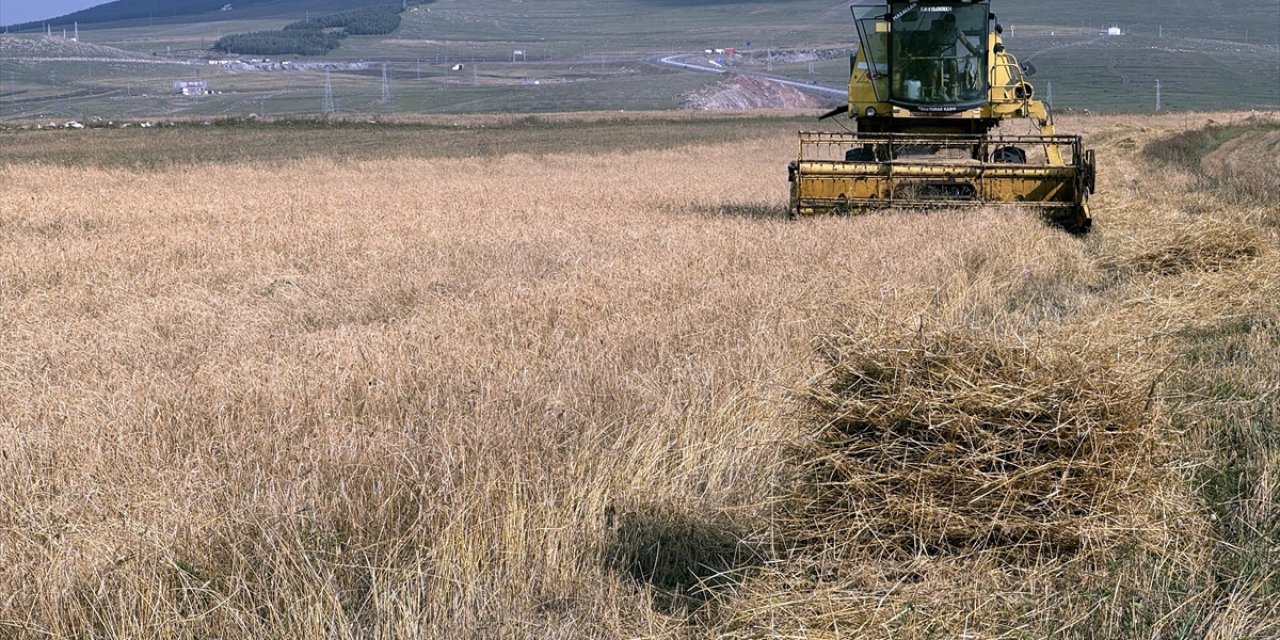 Ardahan'da tescilli kavılca buğdayında hasat dönemi başladı