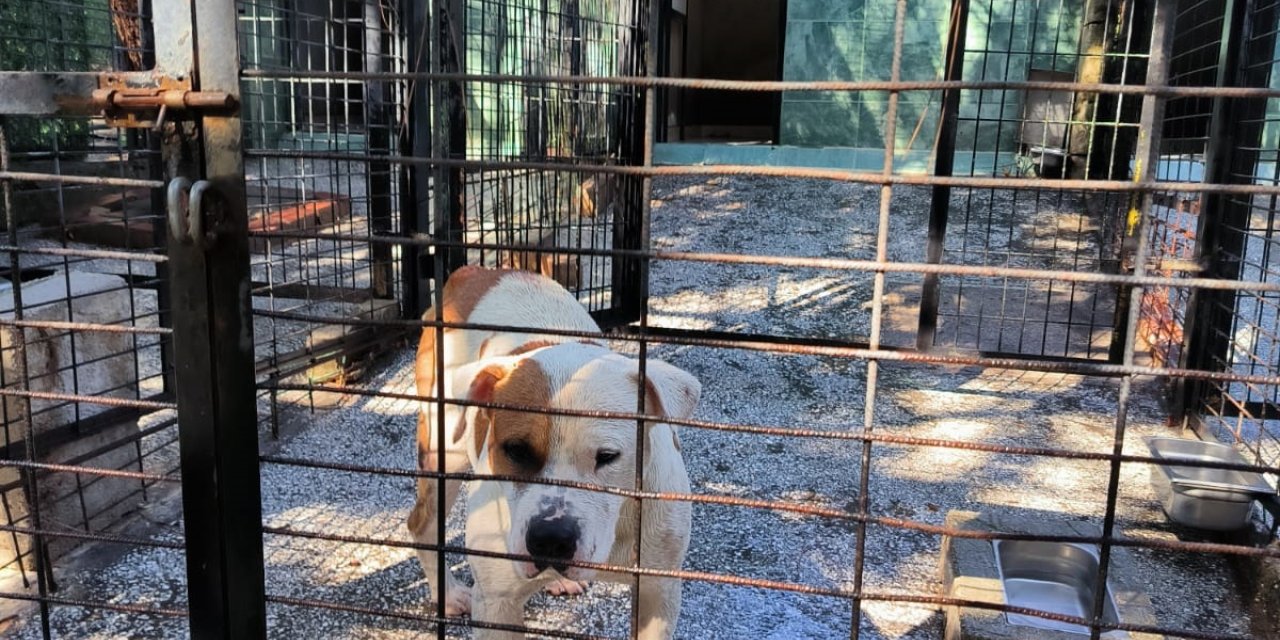 Bursa'da ata saldıran köpek gözetim altına alındı