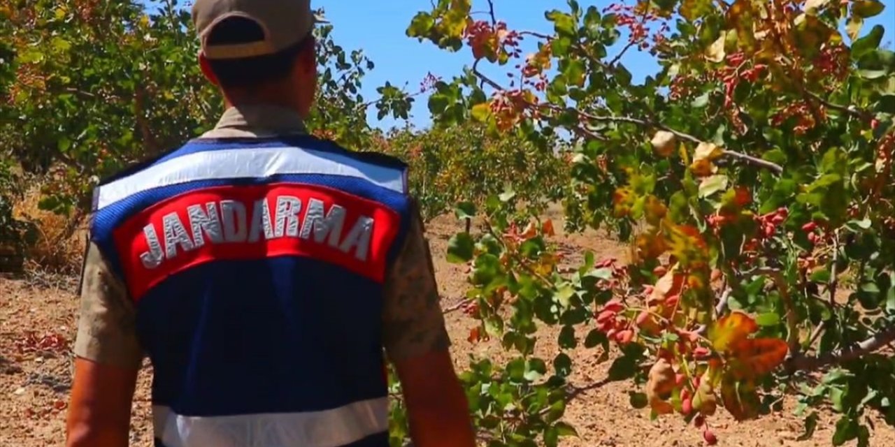 Siirt'te fıstık hırsızlığına karşı jandarmadan dronla denetim