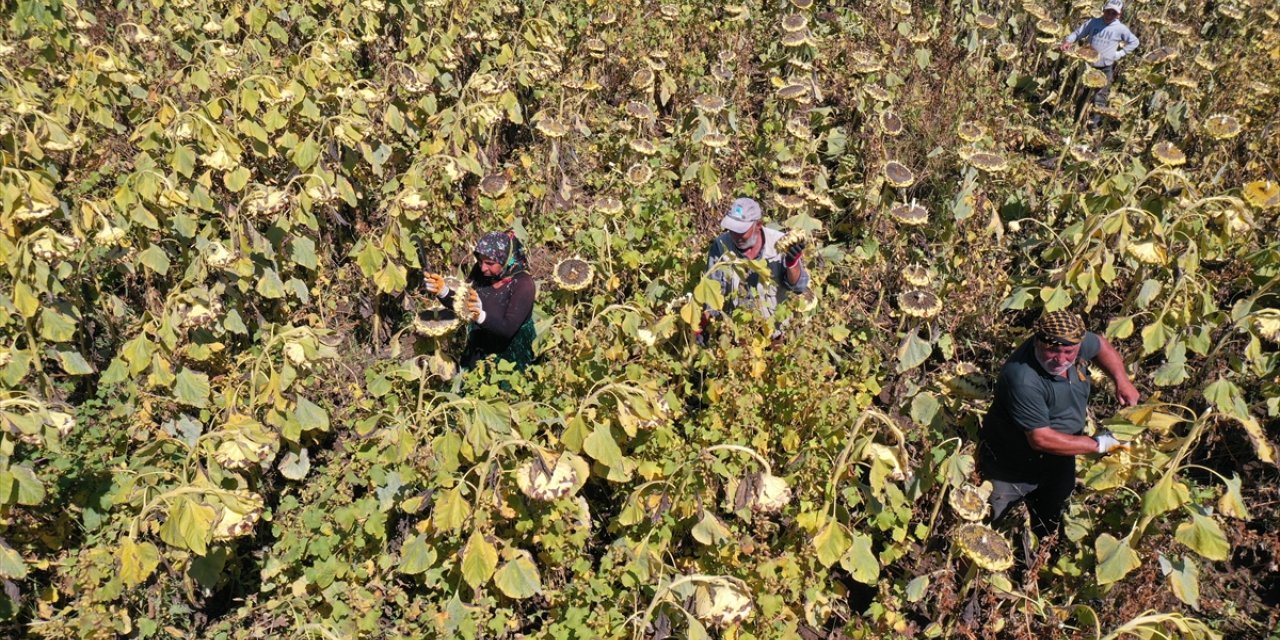 Ağrı'nın ayçiçeği tarlalarında hasat zamanı